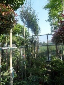 Altheastruik Als Boom (Hibiscus Syriacus 'Oiseau Blue') 11 Altheastruik Als Boom (Hibiscus Syriacus 'Oiseau Blue') -OL Planten Winkel hibiscus syriacus in soorten 10 12ho cont