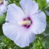 Altheastruik Op Stam (Hibiscus Syriacus 'Oiseau Blue') -OL Planten Winkel hibiscus syriacus oiseau bleu