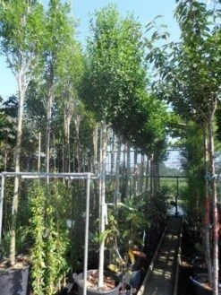 Altheastruik Als Boom (Hibiscus Syriacus 'Oiseau Blue') 10 Altheastruik Als Boom (Hibiscus Syriacus 'Oiseau Blue') -OL Planten Winkel hibiscus syriacus oiseau bleu 12 14ho cont