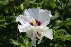Altheastruik Op Stam (Hibiscus Syriacus 'Red Heart') -OL Planten Winkel hibiscus syriacus red heart