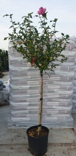 Altheastruik Op Stam (Hibiscus Syriacus 'Woodbridge') 7 Altheastruik Op Stam (Hibiscus Syriacus 'Woodbridge') -OL Planten Winkel hibiscus woodbridge 1