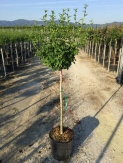 Altheastruik Als Halfstam (Hibiscus Syriacus 'Hamabo') -OL Planten Winkel hibiscushamabohalfstam02