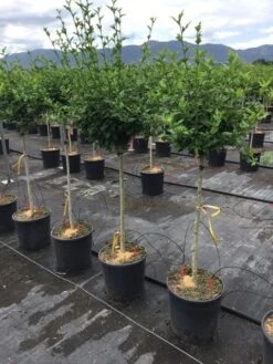 Altheastruik Als Halfstam (Hibiscus Syriacus 'Hamabo') -OL Planten Winkel hibiscushamabohalfstam03