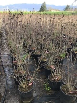Altheastruik (Hibiscus Syriacus 'Pink Chiffon') -OL Planten Winkel hibiscuspinkchiffon 1