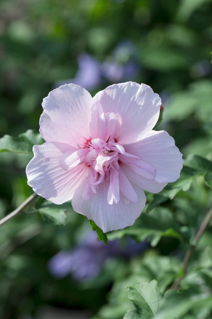 Altheastruik (Hibiscus Syriacus 'Pink Chiffon') 3 Altheastruik (Hibiscus Syriacus 'Pink Chiffon')