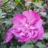 Altheastruik (Hibiscus Syriacus 'Purple Ruffles') -OL Planten Winkel hibiscuspurpleruffles01 1