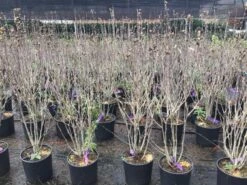 Altheastruik (Hibiscus Syriacus 'Purple Ruffles') -OL Planten Winkel hibiscuspurpleruffles02