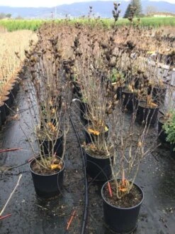 Altheastruik (Hibiscus Syriacus 'Starburst Chiffon') -OL Planten Winkel hibiscusstarburstchiffon02 1