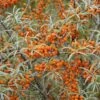 Duindoorn (Hippophae Rhamnoides) -OL Planten Winkel hippophae rhamnoides 1