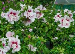 Altheastruik (Hibiscus Syriacus 'Starburst Chiffon') -OL Planten Winkel hisrwoo6 hibiscus starburst chiffon flower 1