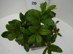 Rhododendron (Rhododendron 'Horizon Monarch') -OL Planten Winkel hor. monarch c2 boven