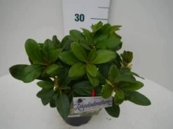 Rhododendron (Rhododendron 'Horizon Monarch') -OL Planten Winkel hor. monarch c2 zij