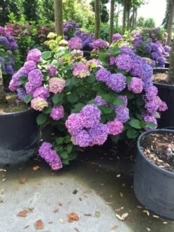 Hortensia (Hydrangea 'Endless Summer' Blauw) -OL Planten Winkel hortensia blauw c50