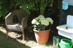 Hortensia (Hydrangea 'Endless Summer The Bride') -OL Planten Winkel hortensia bol wit 1 2