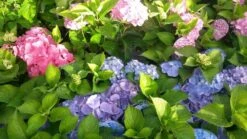 Hortensia (Hydrangea 'Endless Summer' Blauw) -OL Planten Winkel hortensia endless summer 1 2