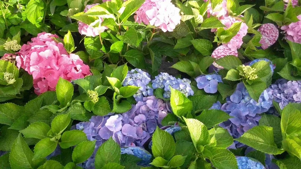 Hortensia (Hydrangea 'Endless Summer' Roze) 7 Hortensia (Hydrangea 'Endless Summer' Roze) - Afbeelding 5