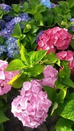 Hortensia (Hydrangea 'Endless Summer' Roze) 9 Hortensia (Hydrangea 'Endless Summer' Roze) -OL Planten Winkel hortensia endless summer 2 2
