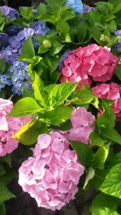 Hortensia (Hydrangea 'Endless Summer' Blauw) -OL Planten Winkel hortensia endless summer 2 1 1