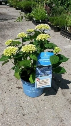 Hortensia (Hydrangea 'Endless Summer' Blauw) -OL Planten Winkel hortensia endless summer 3 1