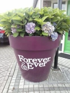 Hortensia Blauw (Hydrangea 'Forever&Ever') -OL Planten Winkel hortensia forever ever 2 1