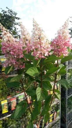 OL Planten Winkel 30 Pluimhortensia Op Stam (Hydrangea Paniculata 'Pinky Winky')