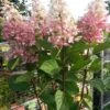 Pluimhortensia Op Stam (Hydrangea Paniculata 'Pinky Winky') -OL Planten Winkel hortensia p. pinky winky op stam 2