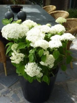 Hortensia (Hydrangea 'Strong Annabelle') -OL Planten Winkel hydrangea arb incrediball 1