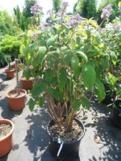 Fluweelhortensia (Hydrangea Aspera 'Macrophylla') -OL Planten Winkel hydrangea aspera macrophylla 125 150 175 c50 1