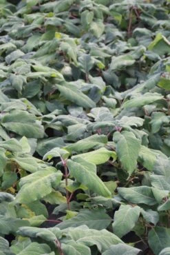 Fluweelhortensia (Hydrangea Aspera 'Macrophylla') -OL Planten Winkel hydrangea aspera macrophylla 1