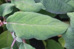 Fluweelhortensia (Hydrangea Aspera 'Macrophylla') -OL Planten Winkel hydrangea aspera macrophylla 2