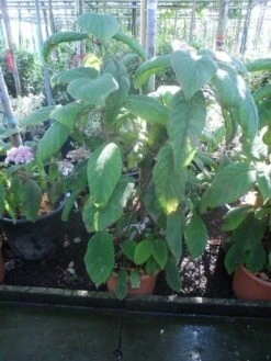 Fluweelhortensia (Hydrangea Aspera 'Sargentiana') 7 Fluweelhortensia (Hydrangea Aspera 'Sargentiana') -OL Planten Winkel hydrangea aspera sargentiana 60 80 100 c15 1