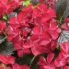 Hortensia (Hydrangea Black Diamonds Dark Angel) -OL Planten Winkel hydrangea black diamonds dark angel 2 2
