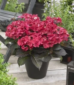 Hortensia (Hydrangea Black Diamonds Dark Angel) -OL Planten Winkel hydrangea black diamonds dark angel 2 2