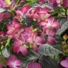Hortensia (Hydrangea Black Diamonds Dark Angel Purple) -OL Planten Winkel hydrangea black diamonds dark angel purple 2 2