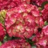 Hortensia (Hydrangea Black Diamonds Red Angel) -OL Planten Winkel hydrangea black diamonds red angel 2