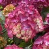Hortensia (Hydrangea Black Diamonds Red Angel Purple) -OL Planten Winkel hydrangea black diamonds red angel purple 2