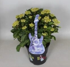 Hortensia Blue Ballad (Hydrangea 'Music Collection') -OL Planten Winkel hydrangea blue ballad c5 3