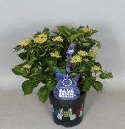 Hortensia Blue Boogiewoogie (Hydrangea 'Music Collection') -OL Planten Winkel hydrangea blue boogiewoogie 3 1 2