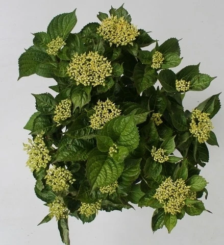 Hortensia Blue Boogiewoogie (Hydrangea 'Music Collection') 5 Hortensia Blue Boogiewoogie (Hydrangea 'Music Collection') - Afbeelding 3