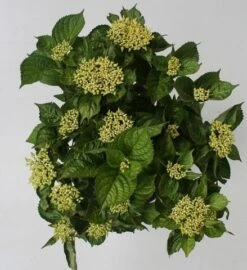 Hortensia Blue Boogiewoogie (Hydrangea 'Music Collection') -OL Planten Winkel hydrangea blue boogiewoogie 4 1 2