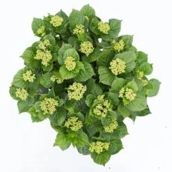 Hortensia Deep Purple Dance (Hydrangea 'Music Collection') -OL Planten Winkel hydrangea deep purple dance c5 3