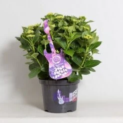Hortensia Deep Purple Dance (Hydrangea 'Music Collection') -OL Planten Winkel hydrangea deep purple dance c5 4