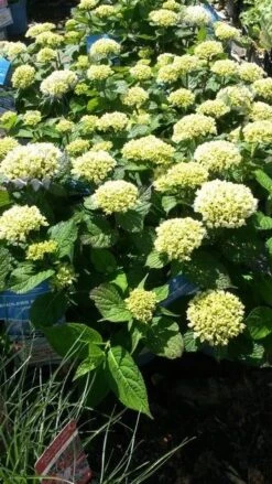 Hortensia (Hydrangea 'Endless Summer The Bride') -OL Planten Winkel hydrangea endless summer 1 1