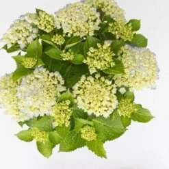 Hortensia Wit (Hydrangea 'Forever&Ever') -OL Planten Winkel hydrangea forever ever blue c5 5