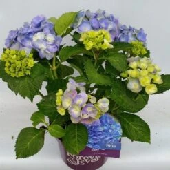 Hortensia Blauw (Hydrangea 'Forever&Ever') -OL Planten Winkel hydrangea forever ever blue hoek 17 10 2