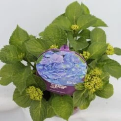 Hortensia Blauw (Hydrangea 'Forever&Ever') -OL Planten Winkel hydrangea forever ever blue hoek bewerkt 1