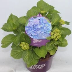 Hortensia Blauw (Hydrangea 'Forever&Ever') -OL Planten Winkel hydrangea forever ever blue voor bewerkt 1