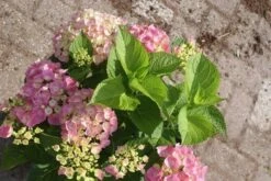 Hortensia Roze (Hydrangea 'Forever&Ever' Pink) -OL Planten Winkel hydrangea forever ever pink 1 2