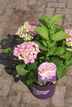 Hortensia Roze (Hydrangea 'Forever&Ever' Pink) -OL Planten Winkel hydrangea forever ever pink 3 2
