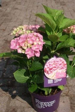 Hortensia Roze (Hydrangea 'Forever&Ever' Pink) -OL Planten Winkel hydrangea forever ever pink 4